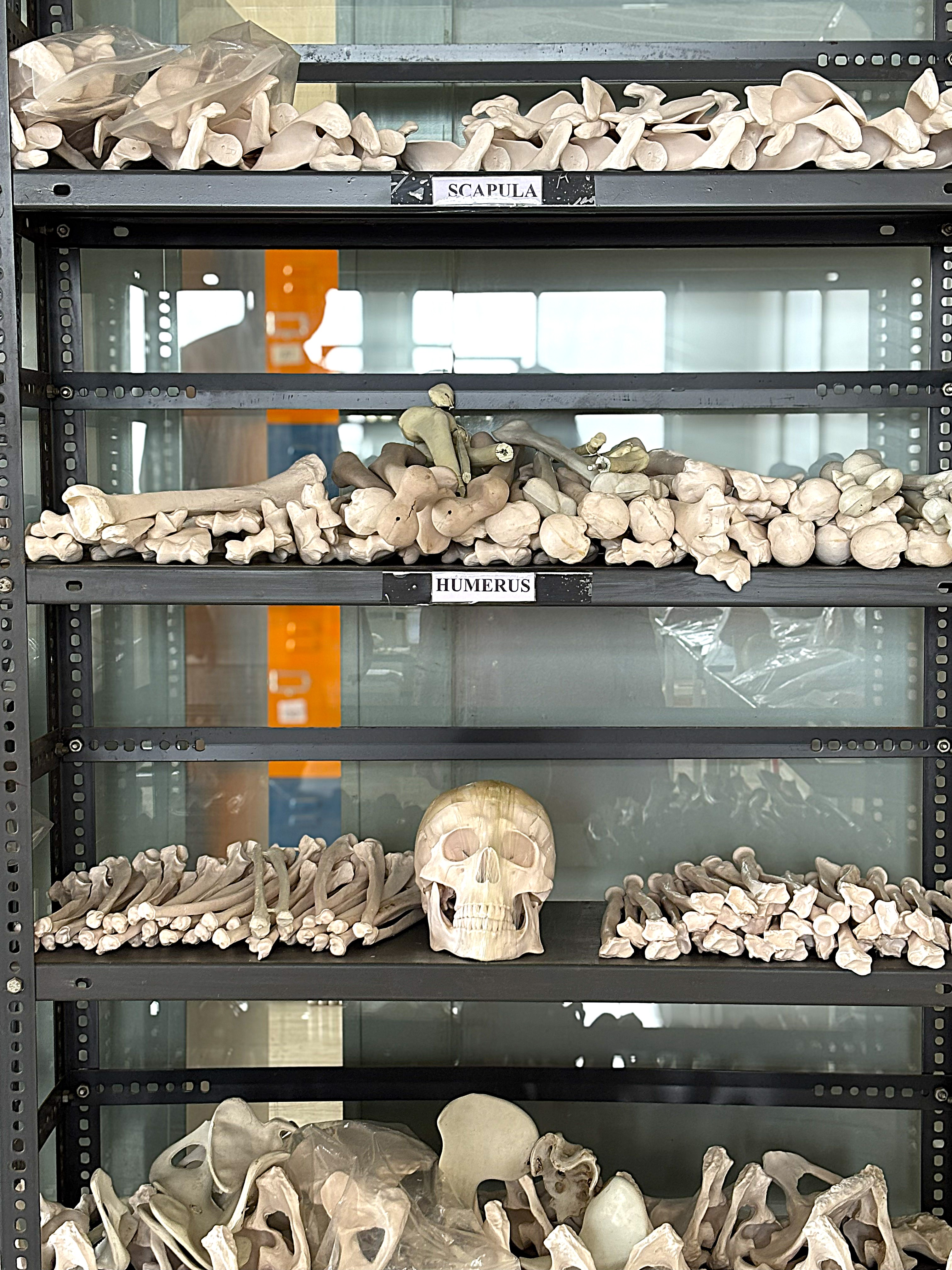Anatomy Gallery